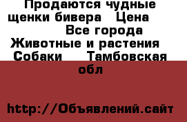 Продаются чудные щенки бивера › Цена ­ 25 000 - Все города Животные и растения » Собаки   . Тамбовская обл.